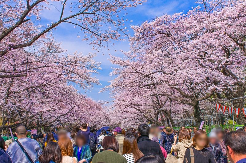 大兴安岭赏樱花活动